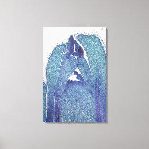 Impressão Em Tela Seção longitudinal de uma ponta do tronco Maple (A