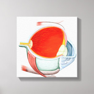 Impressão Em Tela Secção transversal do olho humano