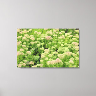 Impressão Em Tela Sedum (Alegria de outono)