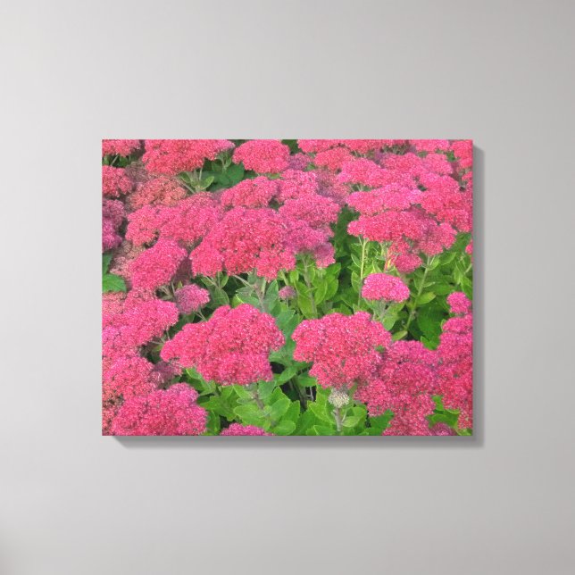 Impressão Em Tela Sedum Autumn Joy (Frente)