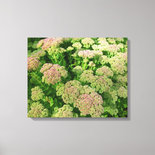 Impressão Em Tela Sedum Autumn Joy (Frente)