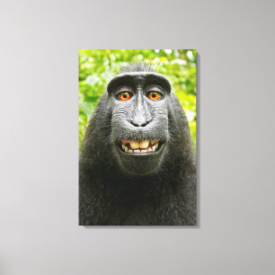 Impressão Em Tela Selfie de Macaco