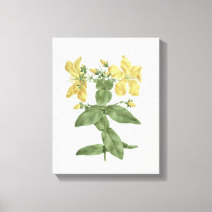 Impressão Em Tela Sensação-Esforço (quartinianum do Hypericum) (w