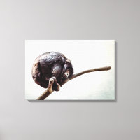 Sente Falta De Seu Macaco Chimpanzé Urbano Solitár