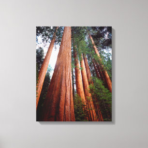 Impressão Em Tela Sequoia Sequoia Sequoia