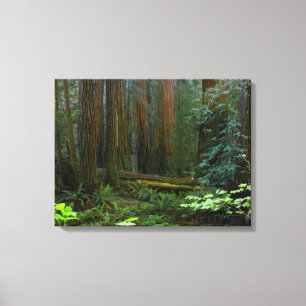 Impressão Em Tela Sequóias em Muir Woods National Park