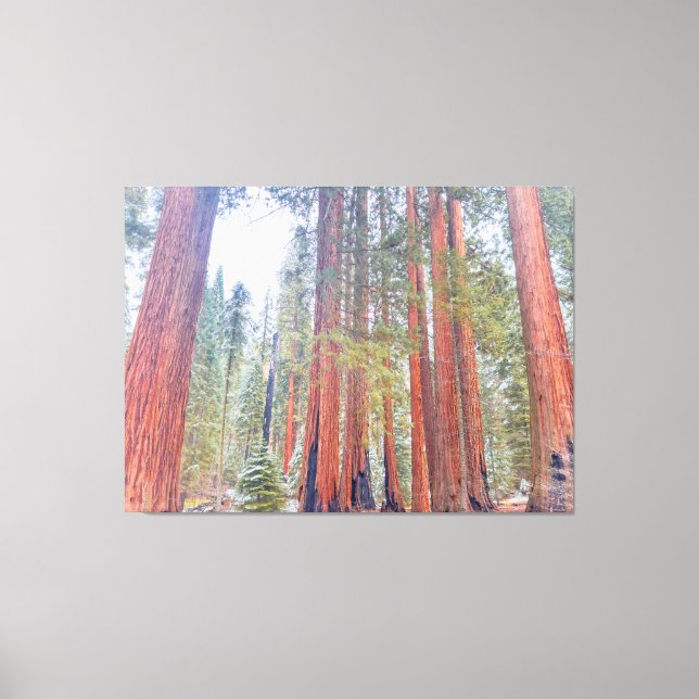 Impressão Em Tela Sequoias Gigantes (Frente)