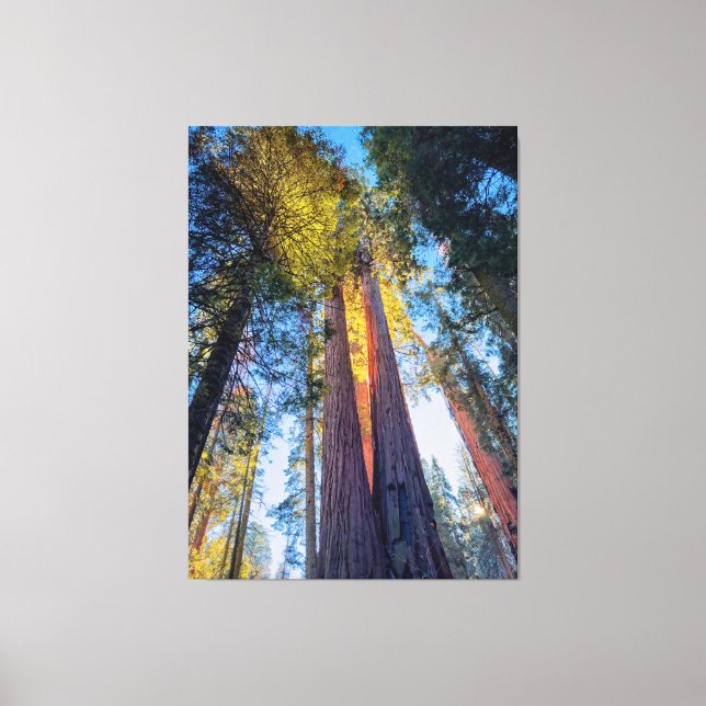 Impressão Em Tela Sequoias Gigantes (Frente)
