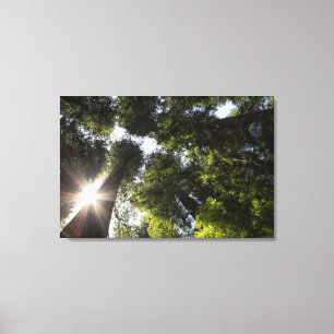 Impressão Em Tela Sequoias, Parque Estadual de Humboldt Redwoods