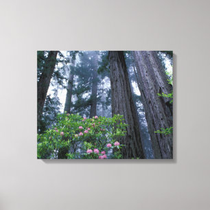 Impressão Em Tela Sequoias Vermelhas e Rhododendrons
