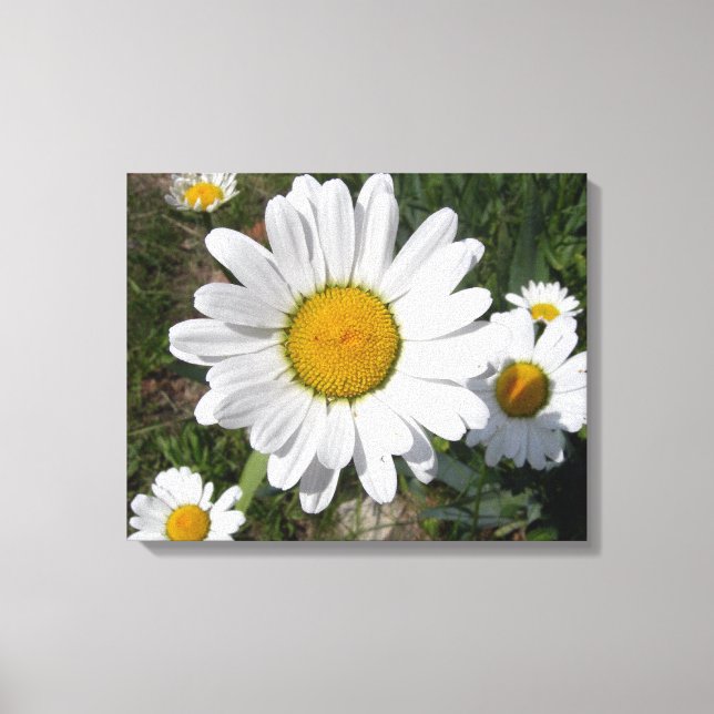 Impressão Em Tela Shasta Daisy (Chrysanthemum maximum) (Frente)