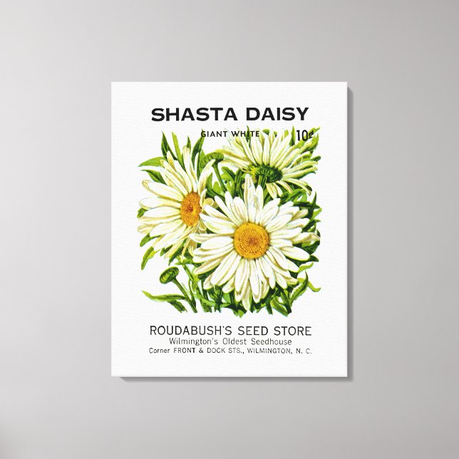 Impressão Em Tela Shasta Daisy Vintage Seed Packet (Frente)