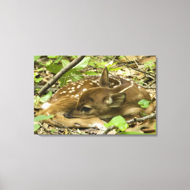 Impressão Em Tela Shenandoah NP, Virgínia, EUA (Frente)