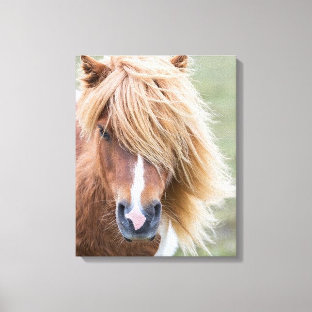 Impressão Em Tela Shetland Pony na ilha de Unst (Frente)