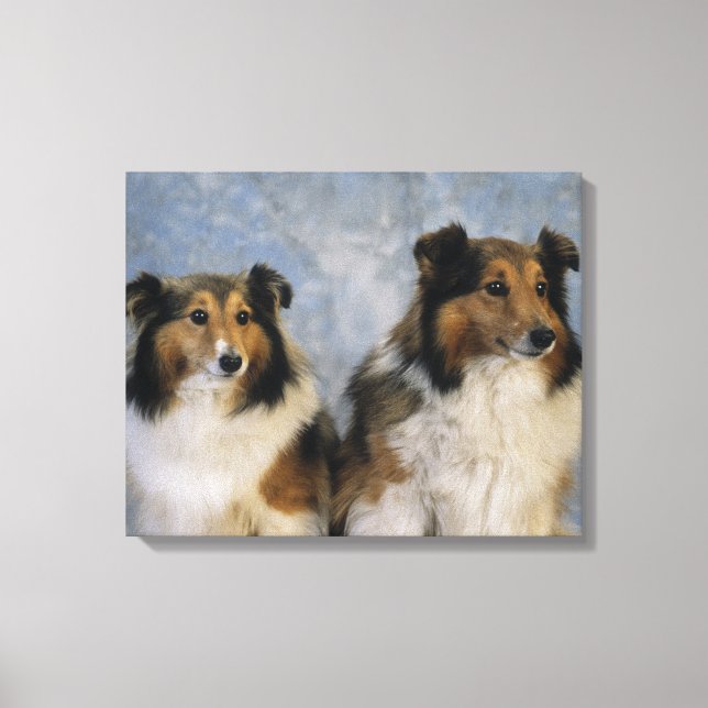 Impressão Em Tela Shetland Sheepdog (Frente)