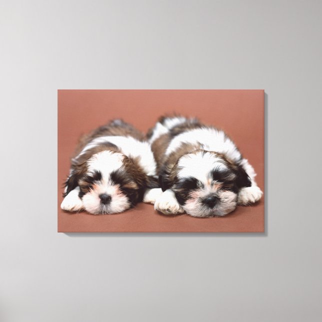 Impressão Em Tela Shih Tzu 3 (Frente)