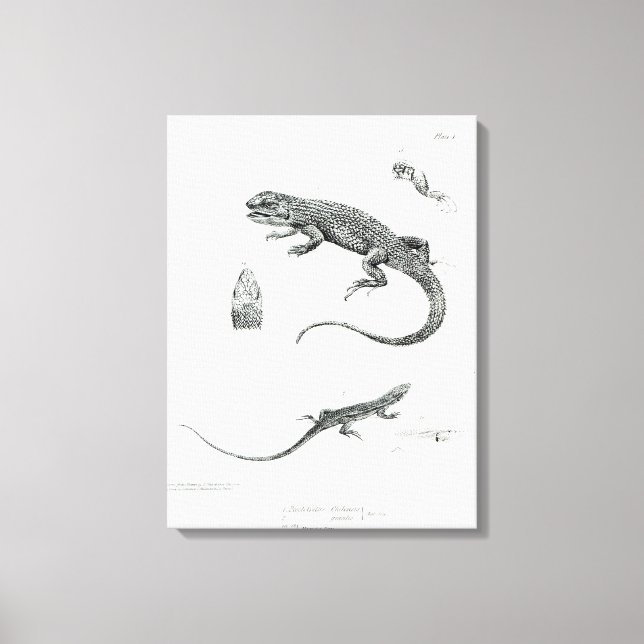 Impressão Em Tela Shingled Iguana (Frente)
