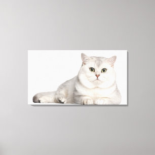 Impressão Em Tela Shorthair britânico (2 anos velho) que encontra-s