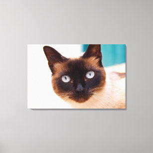 Impressão Em Tela Siamese Kitten Portrait
