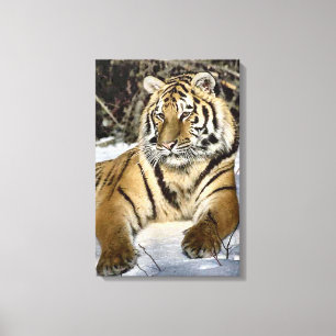 Impressão Em Tela Siberian Tiger Lovers Art