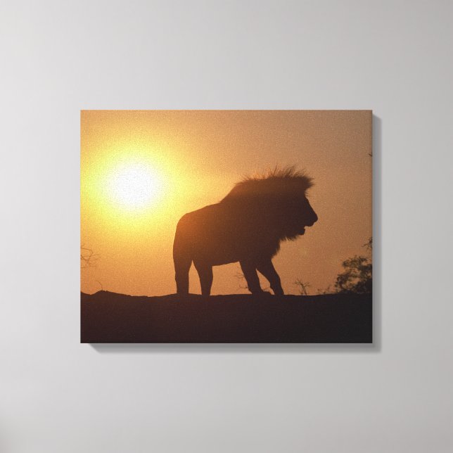 Impressão Em Tela Silhouette de um leão (Frente)