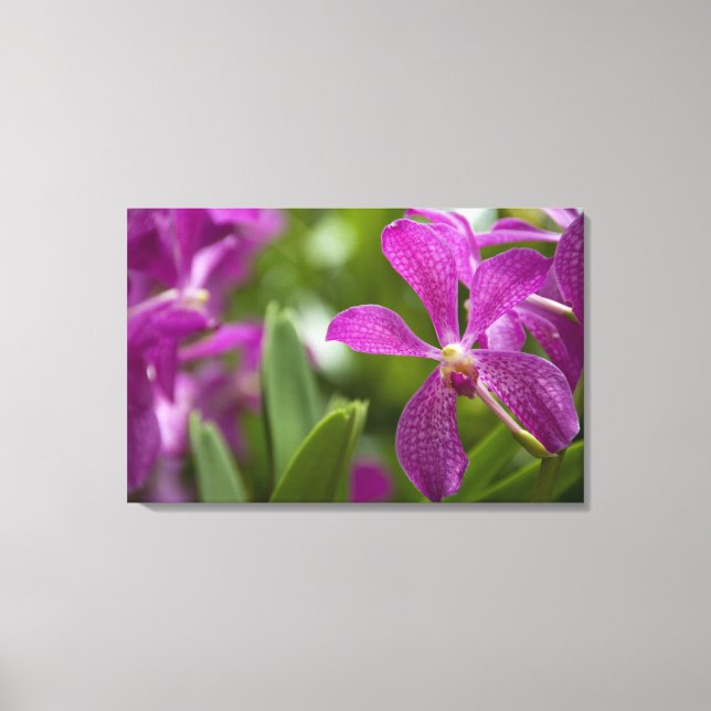 Impressão Em Tela Singapura (Sânscrito para Lion City). Nacional (Frente)