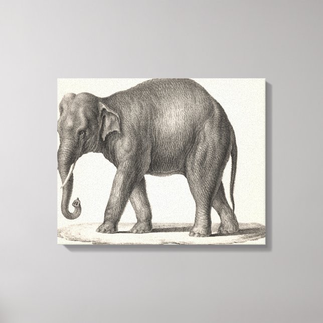 Impressão Em Tela Sketch Brodtmann Elephant (Frente)