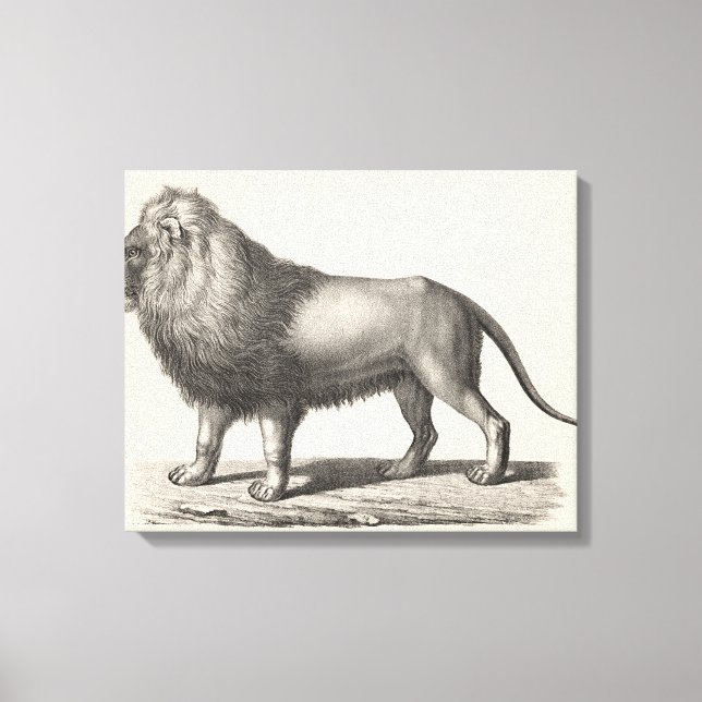 Impressão Em Tela Sketch Brodtmann Lion (Frente)