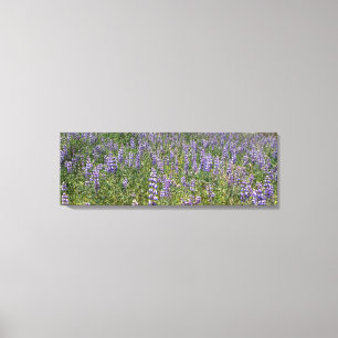 Impressão Em Tela Sky Lupines