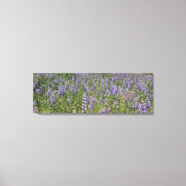Impressão Em Tela Sky Lupines (Frente)