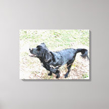 Smokey Espera Para Ir Dar Um Passeio