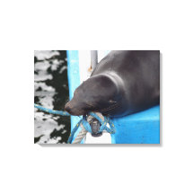 Snoozing Lion do Mar de Galápagos