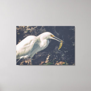 Impressão Em Tela Snowy Egret e sua captura