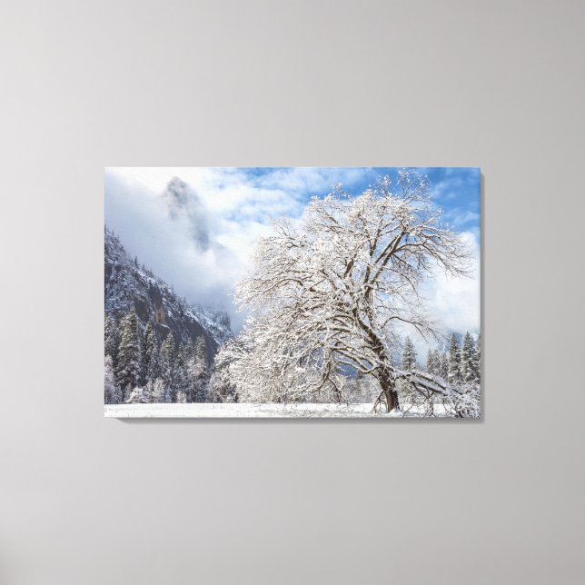 Impressão Em Tela Snowy Oak (Frente)