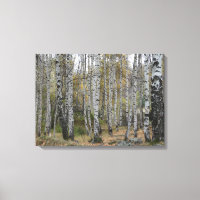 Solteiro de Foto do outono de Birch Forrest