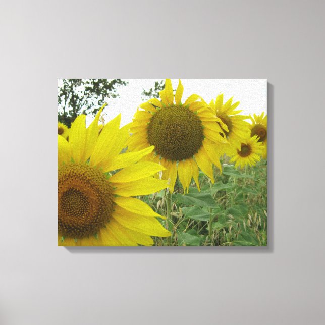 Impressão Em Tela Solteiro de Fotografias Sunflower (Frente)