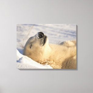 Impressão Em Tela Soneca do Urso Polar