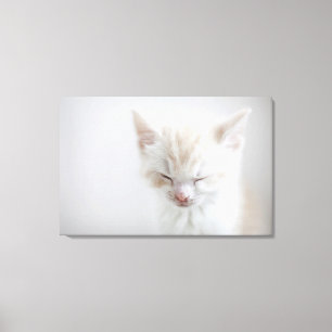 Impressão Em Tela Sono branco do gatinho