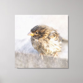 Impressão Em Tela Sparrow - Falha Epic Previsão do Tempo