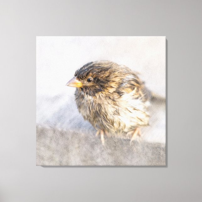 Impressão Em Tela Sparrow - Falha Epic Previsão do Tempo (Frente)