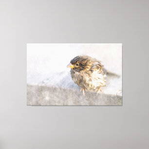 Impressão Em Tela Sparrow - Falha Epic Previsão do Tempo