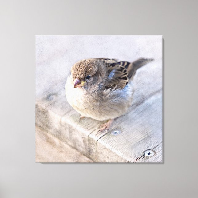 Impressão Em Tela Sparrow - Sobrepeso (Frente)