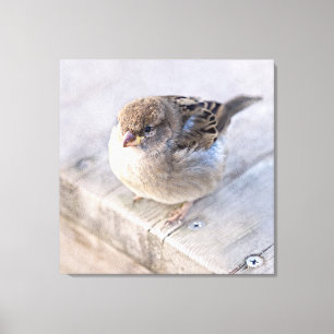 Impressão Em Tela Sparrow - Sobrepeso