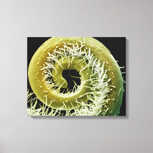 Impressão Em Tela Squash Plant Tendril (Frente)