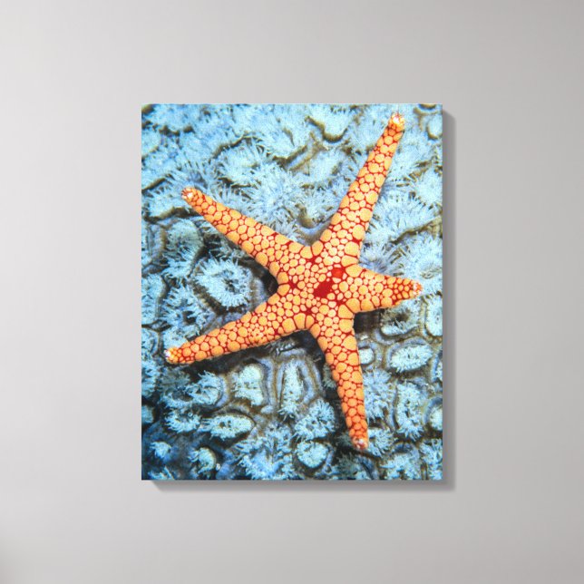 Impressão Em Tela Starfish Num Coral Com Polipes (Frente)