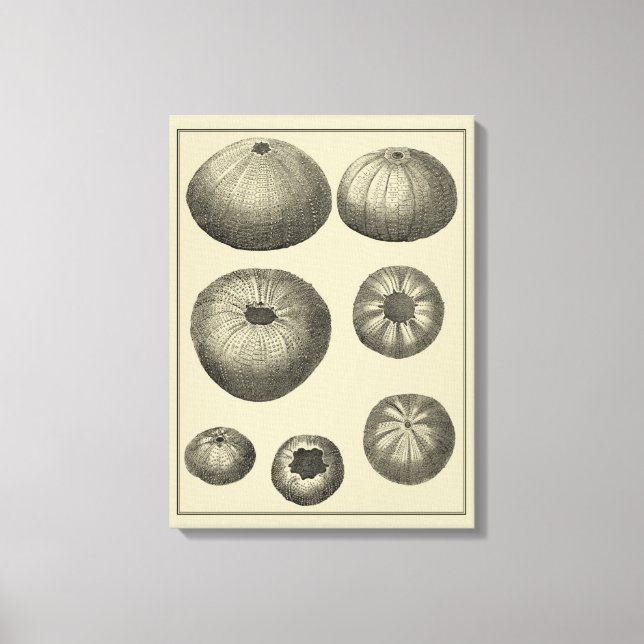 Impressão Em Tela Starfish preto e branco (Frente)