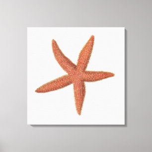 Impressão Em Tela Starfish - Sherman Denton Fish Lithograph