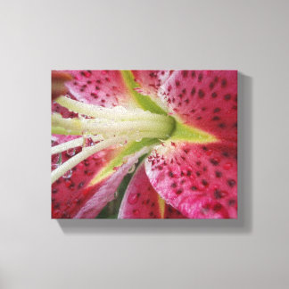 Impressão Em Tela Stargazer Lily