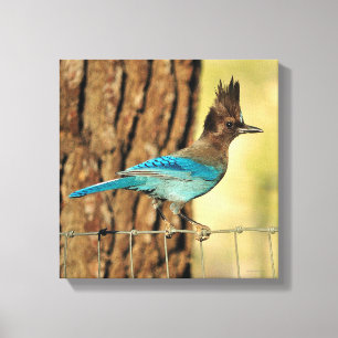Impressão Em Tela Stellar Jay
