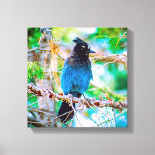 Impressão Em Tela Steller's Jay - Fotografia original